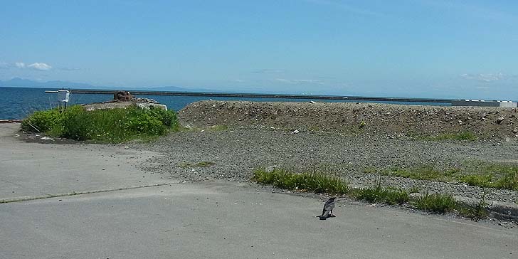 220530_1149katunai.jpg(66298 byte)