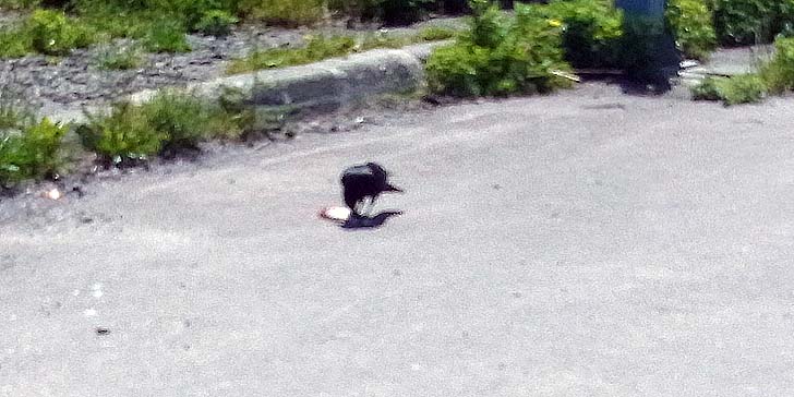 220530_1151karasu.jpg(70199 byte)