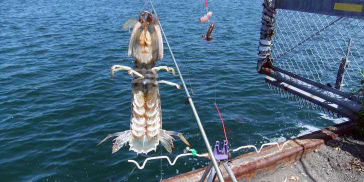 220727_1207syako.jpg(66473 byte)