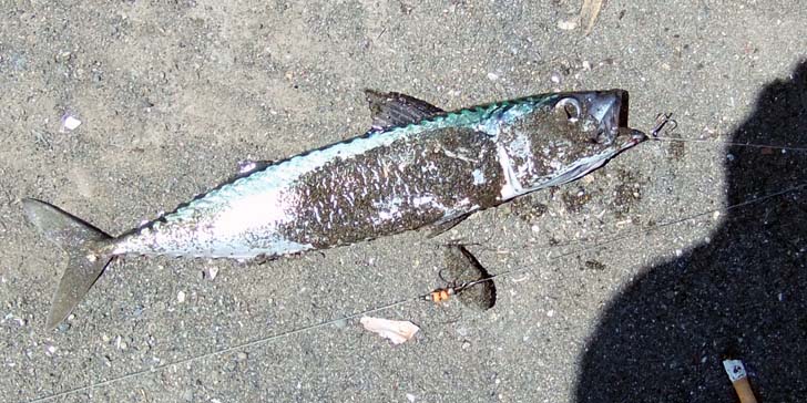 220727_1253syako.jpg(95045 byte)