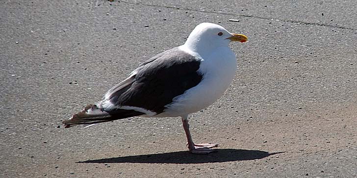 220727_1308kamome.jpg(85453 byte)