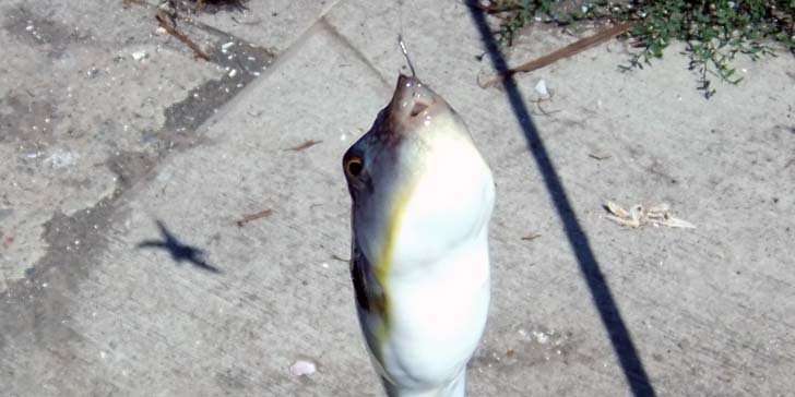 220727_1422fugu.jpg(46908 byte)