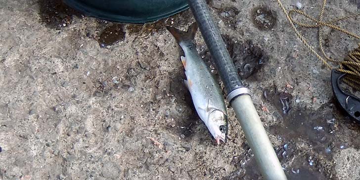 220804_1530ugui.jpg(90215 byte)