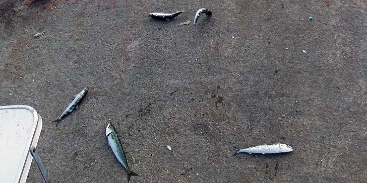 220804_1552iwasisaba.jpg(93205 byte)