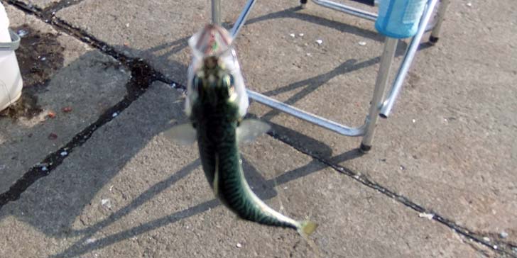 220804_1618saba.jpg(54298 byte)