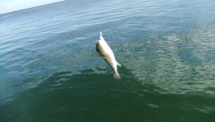 220908_1227fugu.jpg(56889 byte)