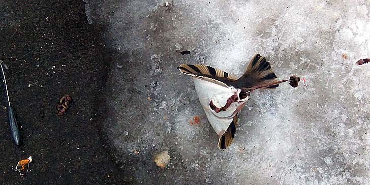 221228_1349kawagarei.jpg(90256 byte)