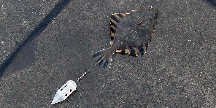 221228_1449kawagarei.jpg(97443 byte)