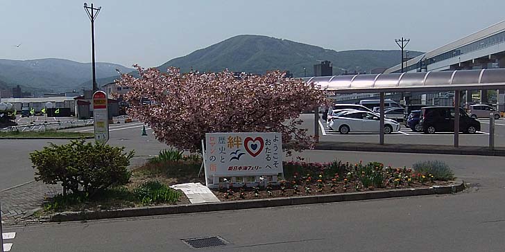 230517_1204sakura.jpg(78641 byte)