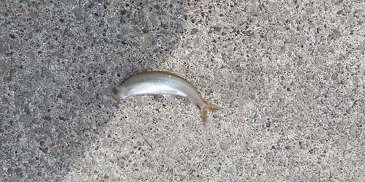 230608_1357tika.jpg(145620 byte)