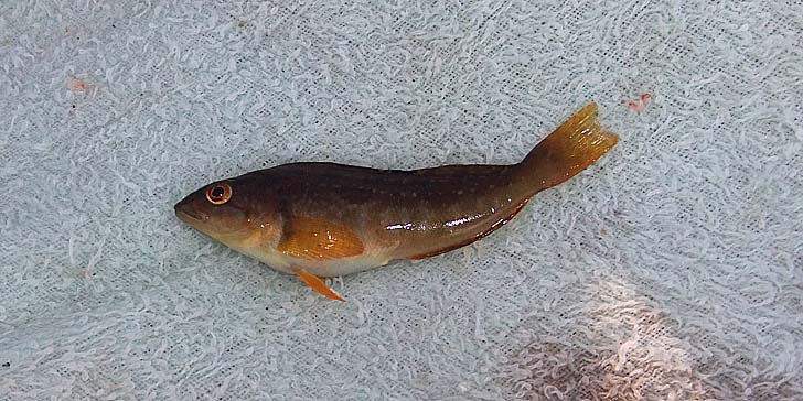 230608_1407hokke.jpg(98047 byte)