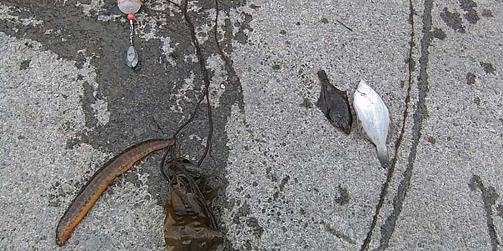 230608_1702nage.jpg(135516 byte)