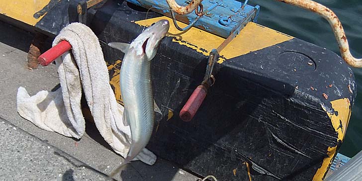 230615_1335tika.jpg(86138 byte)