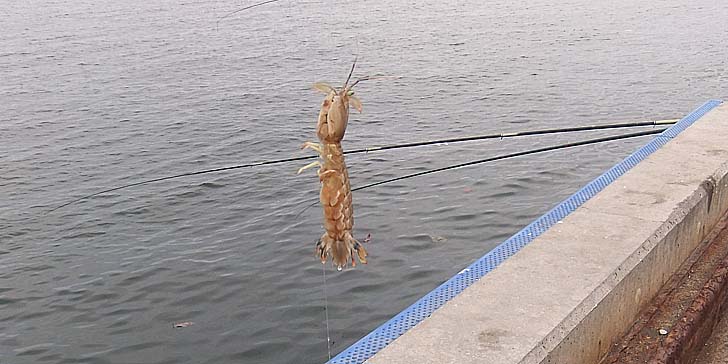 230818_1434syako.jpg(70984 byte)