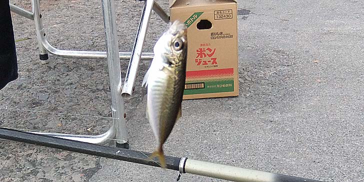 230818_1804aji.jpg(107240 byte)