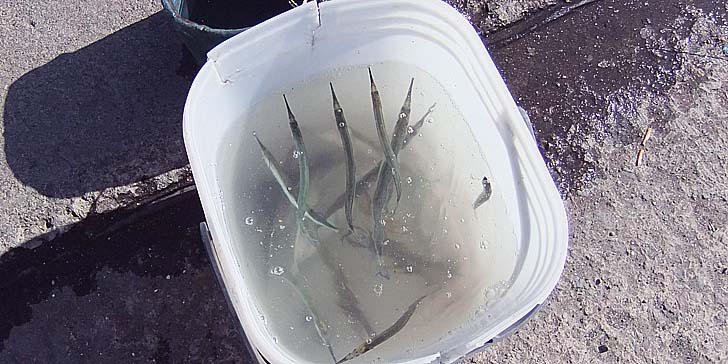 231009_1240baketu.jpg(92612 byte)