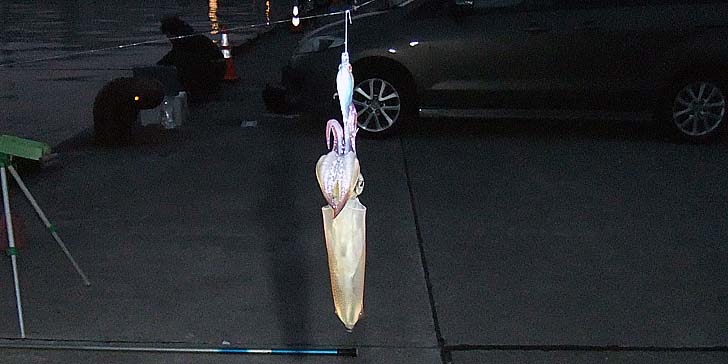 231026_1656ika.jpg(54290 byte)