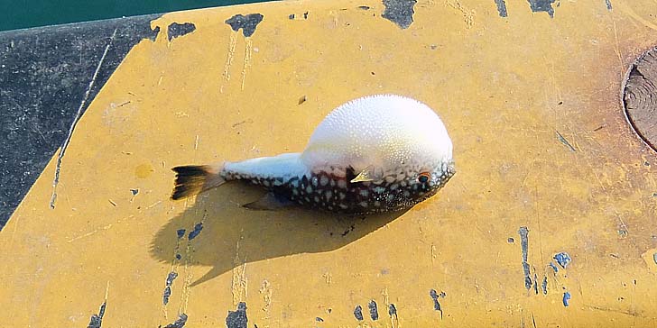 231122_1246fugu.jpg(73297 byte)