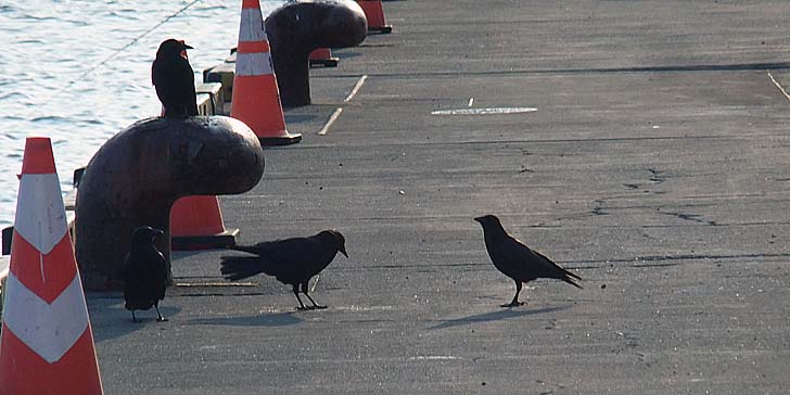 231122_1427karasu.jpg(63082 byte)