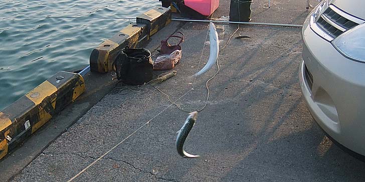 231122_1502saba.jpg(87197 byte)