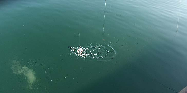 240327_1621mure.jpg(30131 byte)
