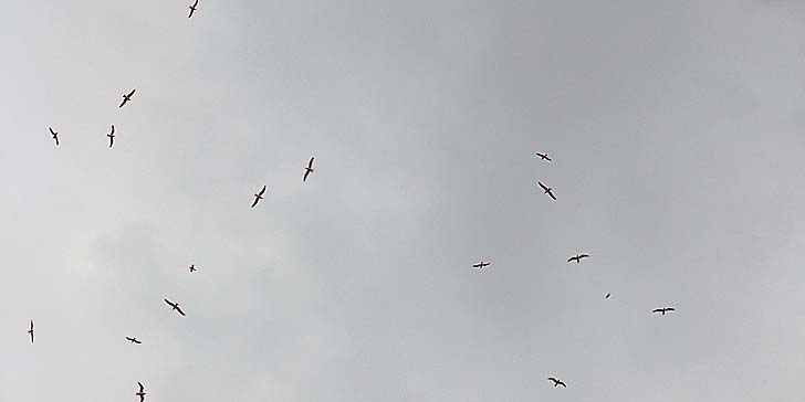 240411_1442kamome.jpg(21618 byte)