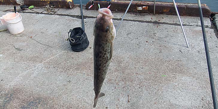 250424_1440hokke.jpg(101086 byte)