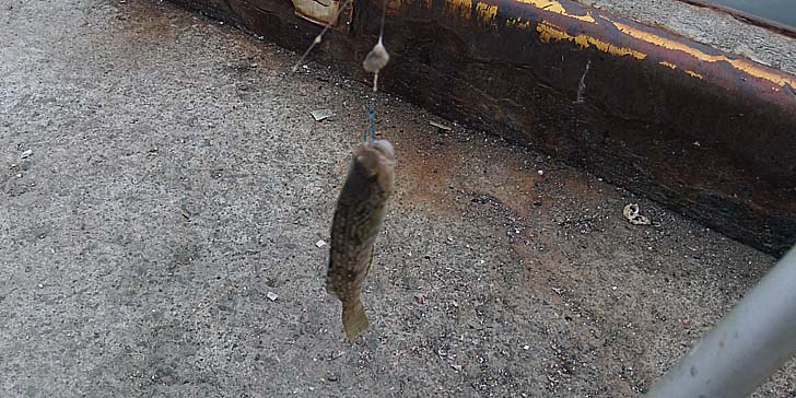 250704_1318koabu.jpg(106946 byte)