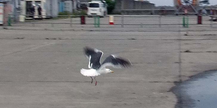 250704_1342gome.jpg(50843 byte)