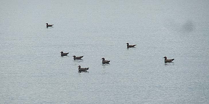 250704_1342umiu.jpg(59148 byte)