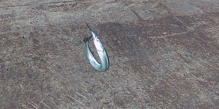 250714_1337sayori.jpg(106285 byte)