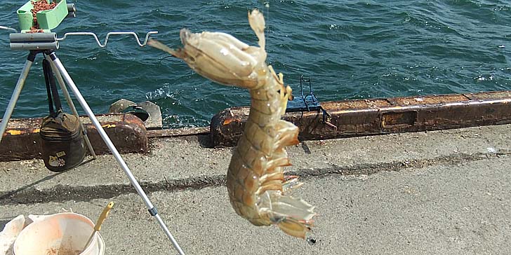 250714_1421syako.jpg(109005 byte)