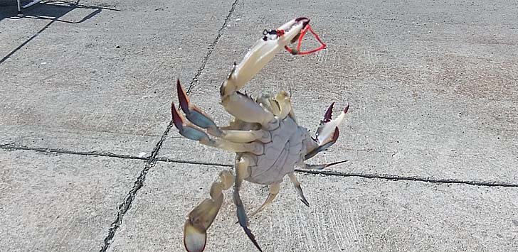 250714_1510kani.jpg(104943 byte)