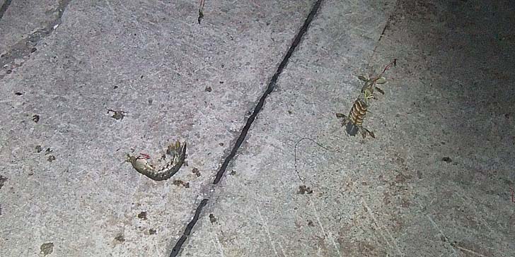 250714_1936syako.jpg(95493 byte)