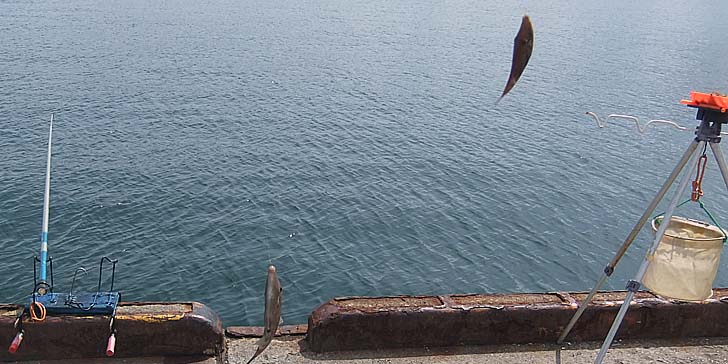 250904_1216hage.jpg(82215 byte)