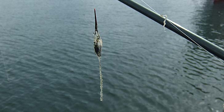 250904_1358honedake.jpg(43613 byte)