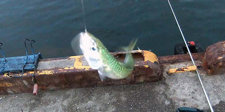 250904_1802sabago.jpg(72635 byte)