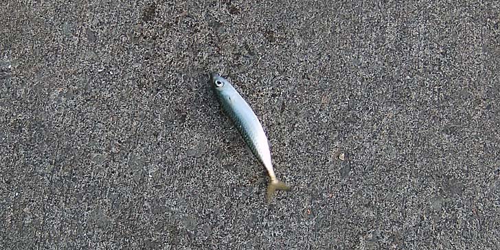 250930_1535saba.jpg(153337 byte)