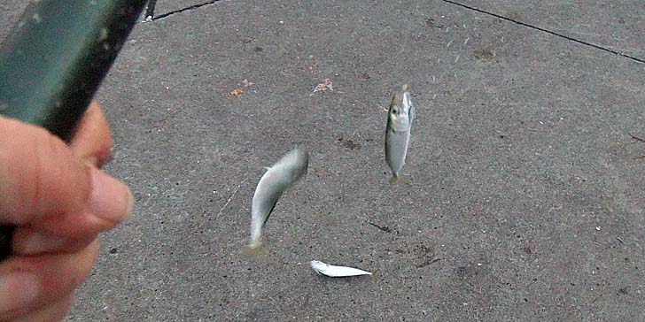 250930_1722saba3ren.jpg(82047 byte)