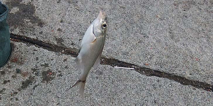 251104_1427tanago.jpg(127499 byte)