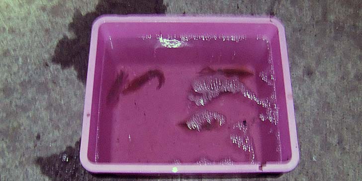 251104_1923mame.jpg(60766 byte)