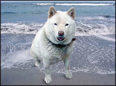 inu.jpg(25821 byte)